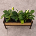 Mid-Century Walnut Wood Planter with Cane Panel-Walnut