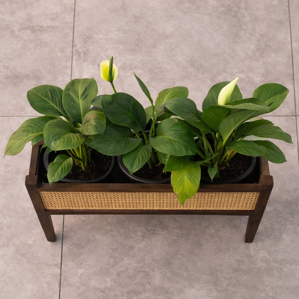 Mid-Century Walnut Wood Planter with Cane Panel-Walnut